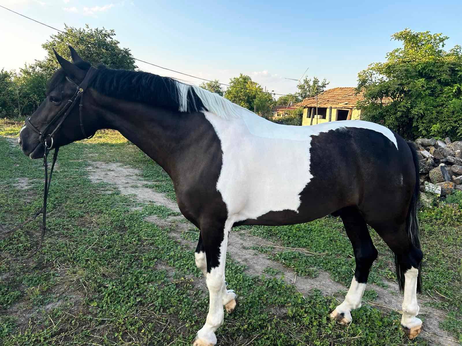  Кончето Марвел 